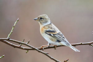 Bergfink, Nordfink, Fringilla montifringilla, female Bergfink, Nordfink, Fringilla montifringilla, female